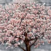 Tableau nature cerisier en fleurs tons doux